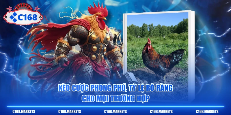 Kèo cược phong phú, tỷ lệ rõ ràng cho mọi trường hợp